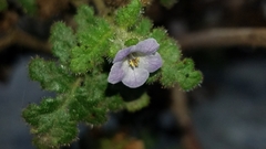 Phacelia lyonii