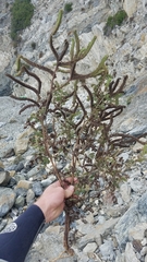 Phacelia lyonii