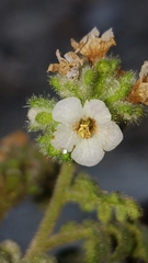 Phacelia lyonii