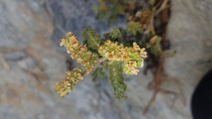 Phacelia lyonii
