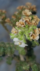 Phacelia lyonii