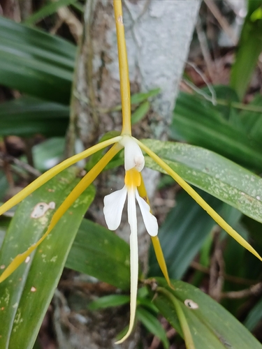 Epidendrum nocturnum