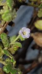 Phacelia lyonii