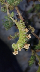 Phacelia lyonii