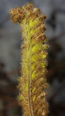 Phacelia lyonii