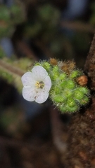 Phacelia lyonii
