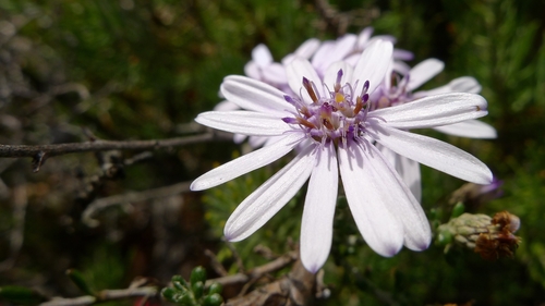 autumn scrub daisy (Olearia paucidentata)