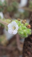 Phacelia lyonii