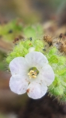 Phacelia lyonii