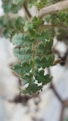 Phacelia lyonii