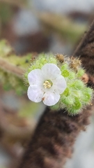 Phacelia lyonii