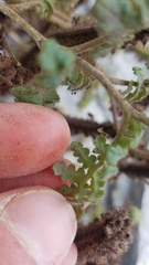 Phacelia lyonii