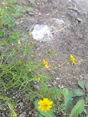 Thymophylla tenuifolia