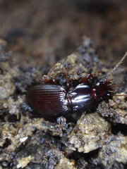 Gastrellarius honestus