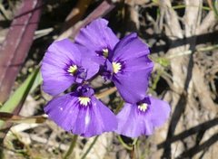 Utricularia beaugleholei
