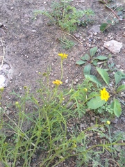 Thymophylla tenuifolia