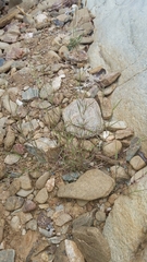 Muhlenbergia microsperma