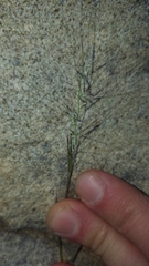 Muhlenbergia microsperma