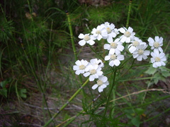 Achillea impatiens