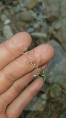 Muhlenbergia microsperma