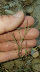 Muhlenbergia microsperma