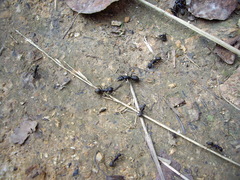 Camponotus saxatilis