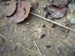 Camponotus saxatilis