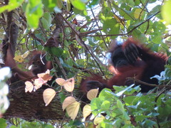 Pongo pygmaeus