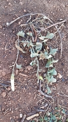 Calystegia atriplicifolia buttensis