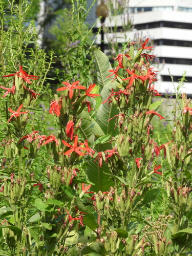 Silene regia