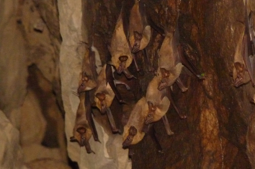 Sharp-nosed Tomb Bat (Taphozous georgianus) — Least Concern Mammalia