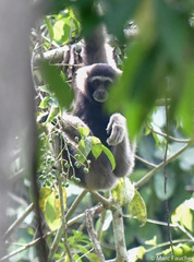 Hylobates funereus