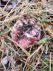 Russula cessans
