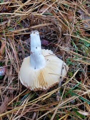Russula cessans