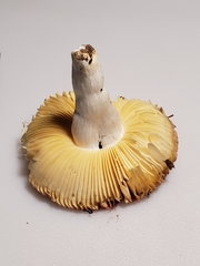Russula cessans