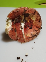 Russula cessans