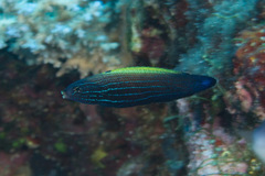 Labropsis xanthonota