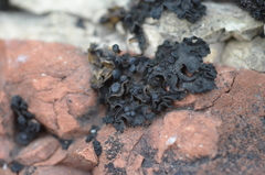 Lathagrium undulatum