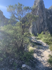 Leucophyllum langmaniae