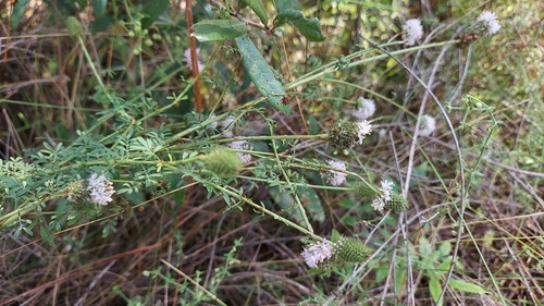 Pink Prairie Clover (Dalea carnea)