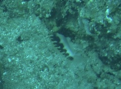 Thalassoma hebraicum