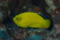 Centropyge woodheadi