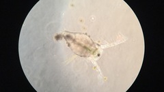 Simocephalus