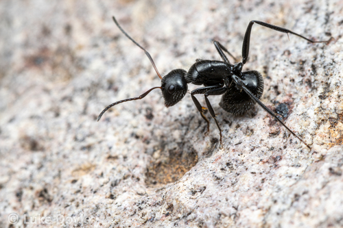 Camponotus ulcerosus
