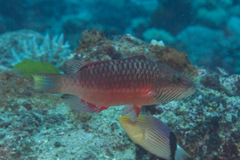 Oxycheilinus digramma