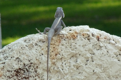 Lophognathus gilberti