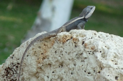 Lophognathus gilberti