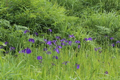 Iris ensata