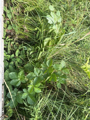 Wheeler's Blackberry (Rubus wheeleri)