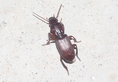 Stenomorphus